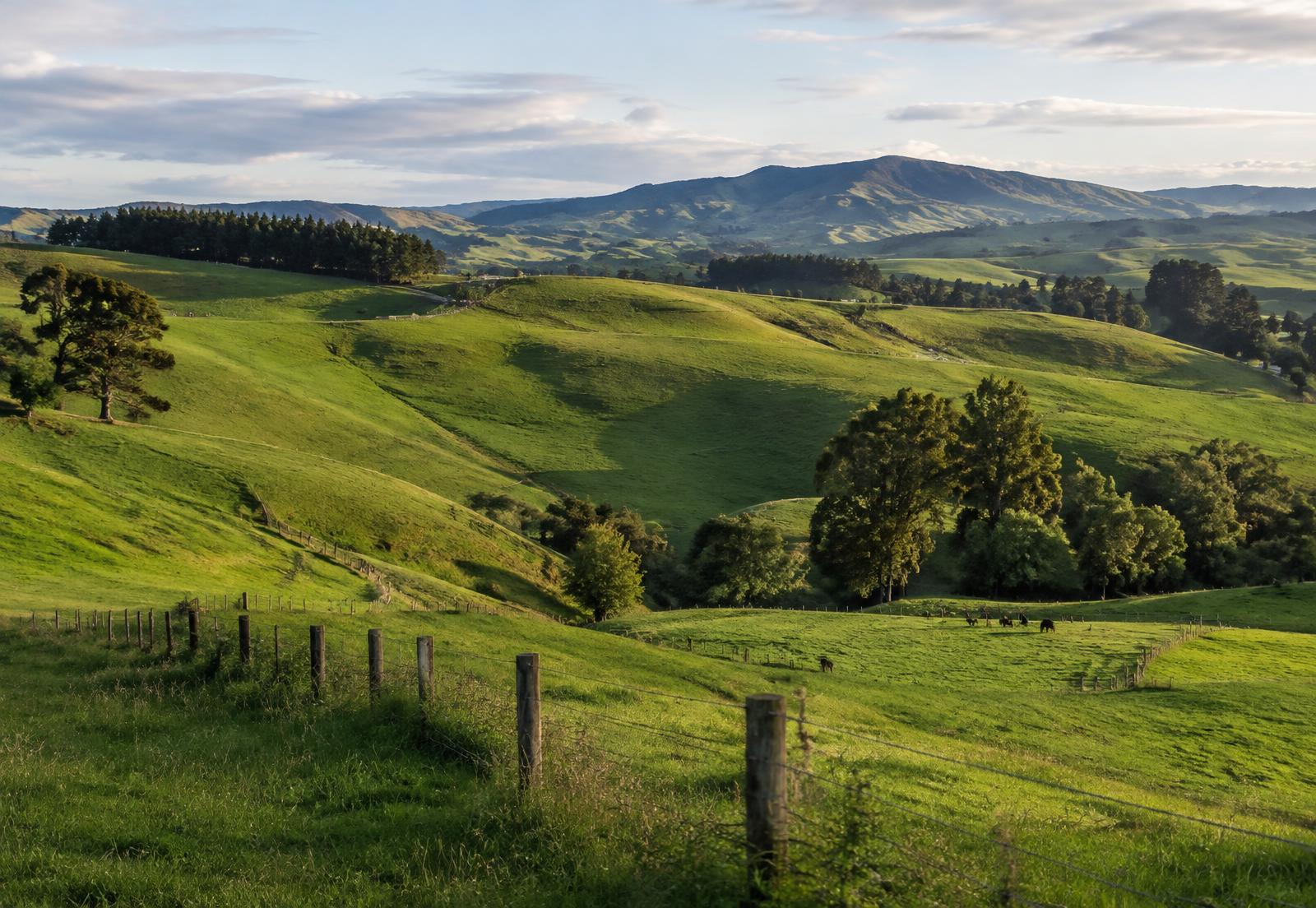 Rolling green hill country with fence lines in northern Hawke's Bay